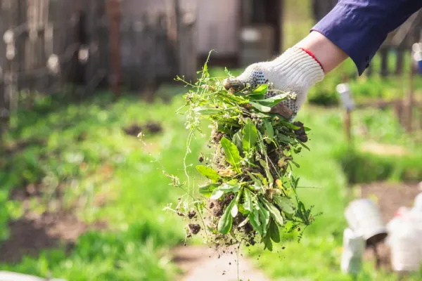 How to Clear a Yard Full of Weeds in Santa Maria, CA