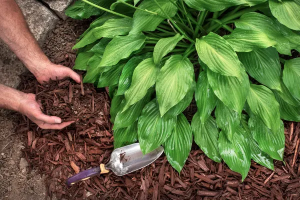 Mulching in Santa Maria, CA