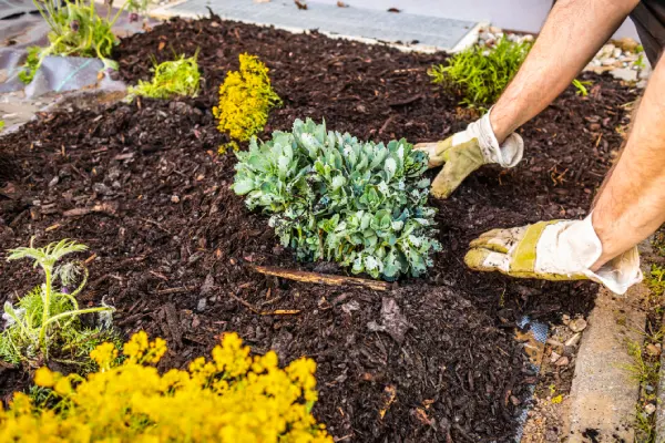 Quality Mulching in Santa Maria, CA