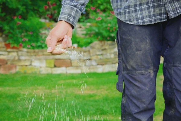 When is the best time to fertilize your lawn in Santa Maria, CA