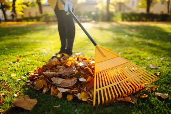 Yard Cleanup in Santa Maria, CA